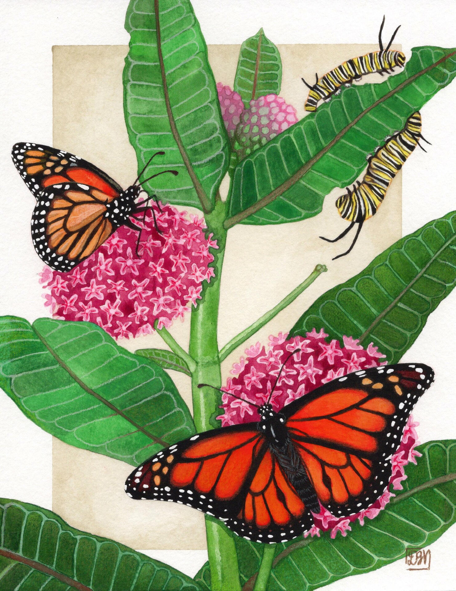 Monarchs on milkweed Monarchs on milkweed